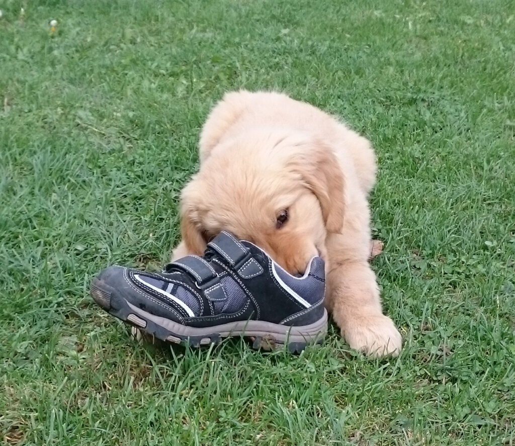 Tips & Tricks Golden Retriever 24